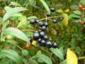 Ligustrum vulgare