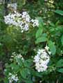 Oleaceae-Ligustrum-vulgare-Troene-commun-Troene-vulgaire-Troene-d-Europe.jpg