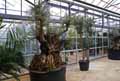 Olea europaea