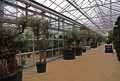Oleaceae-Olea-europaea-Olivier-Olivier-d-Europe.jpg