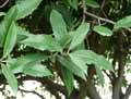 Osmanthus armatus