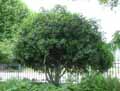 Osmanthus armatus