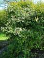 Oleaceae-Osmanthus-armatus-Osmanthe-epineux.jpg