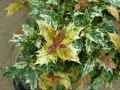 Oleaceae-Osmanthus-heterophyllus-Goshiki-Osmanthe-a-feuilles-variables-20140128100054.jpg