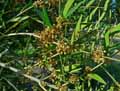 Phillyrea angustifolia