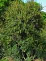 Phillyrea angustifolia