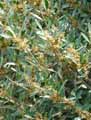 Phillyrea angustifolia