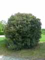 Phillyrea angustifolia