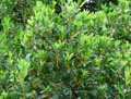 Phillyrea latifolia