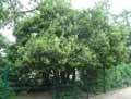 Phillyrea latifolia