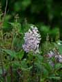 Syringa josikaea