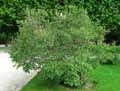 Oleaceae-Syringa-josikaea-Lilas-de-Hongrie.jpg