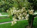 Syringa pekinensis