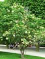 Syringa pekinensis