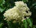 Syringa pekinensis