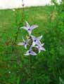 Oleaceae-Syringa-persica-Laciniata-Lilas-de-Perse.jpg