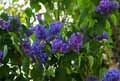 Syringa vulgaris