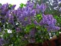 Syringa vulgaris