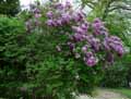 Syringa vulgaris