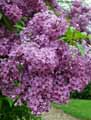 Syringa vulgaris
