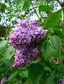 Syringa vulgaris