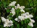 Syringa vulgaris