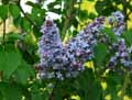Syringa vulgaris