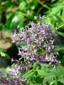 Syringa x persica