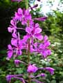 Epilobium angustifolium