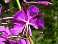 Epilobium angustifolium