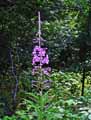 Epilobium angustifolium