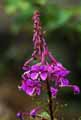 Epilobium angustifolium
