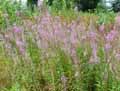 Epilobium angustifolium