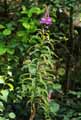 Epilobium angustifolium