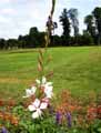 Epilobium angustifolium Stahl Rose