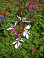 Epilobium angustifolium Stahl Rose