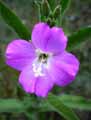 Epilobium hirsutum