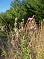 Epilobium hirsutum