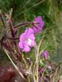 Epilobium hirsutum
