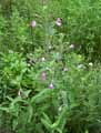 Epilobium hirsutum