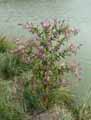 Epilobium hirsutum