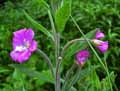 Epilobium hirsutum