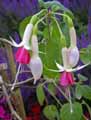 Onagraceae-Fuchsia-Rose-de-Castille-Fuchsia.jpg