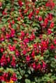 Fuchsia magellanica