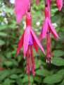 Fuchsia magellanica