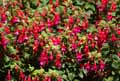 Onagraceae-Fuchsia-magellanica-Fuchsia-de-Magellan.jpg