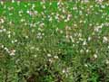 Gaura lindheimeri