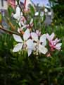 Gaura lindheimeri