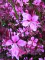 Gaura lindheimeri