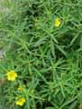 Onagraceae-Ludwigia-grandiflora-Ludwigie-a-grandes-fleurs-Jussie-a-grandes-fleurs.jpg